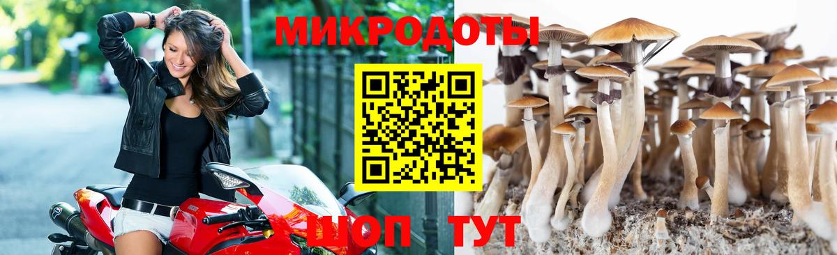 как найти наркотики  Саров  Галлюциногенные грибы Psilocybe 